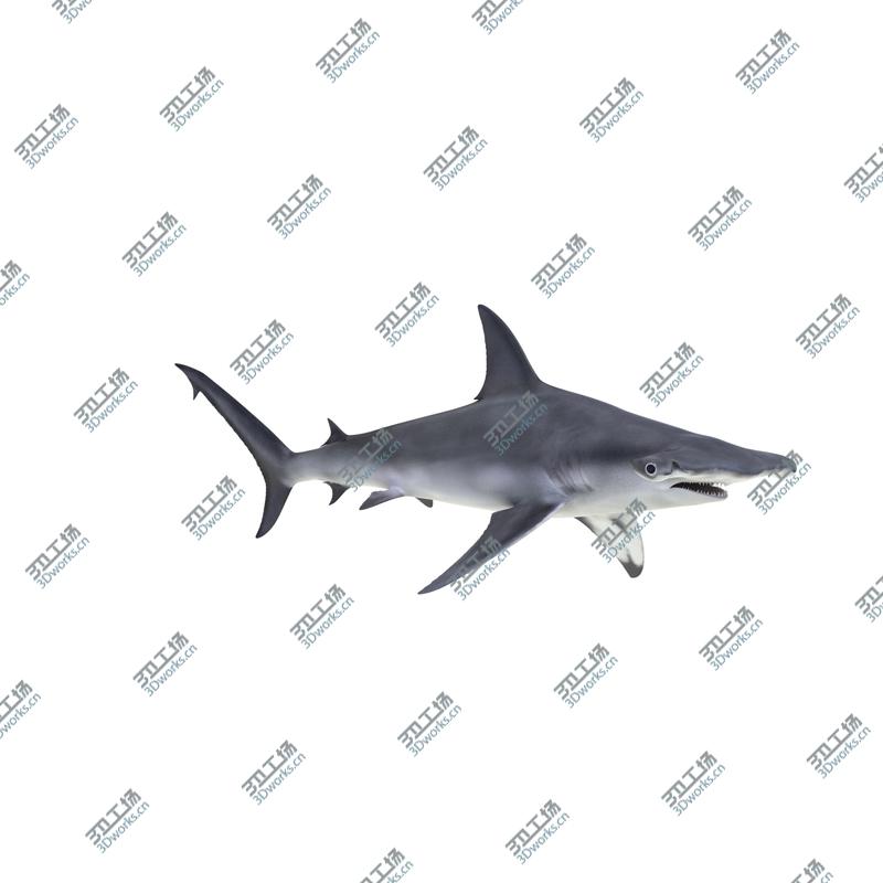 images/goods_img/2021040162/Great Hammerhead Shark/3.jpg